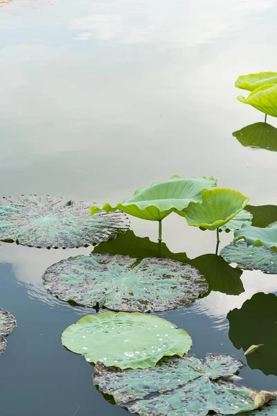 Waterdruppel Lotus Blad Achtergrond — Stockfoto