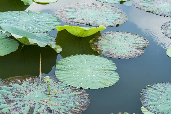 Waterdruppel Lotus Blad Achtergrond — Stockfoto