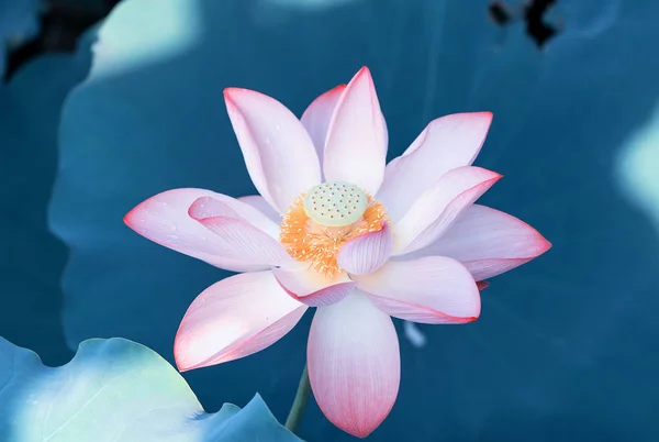 Blooming Lotus Flower Lake — Stockfoto