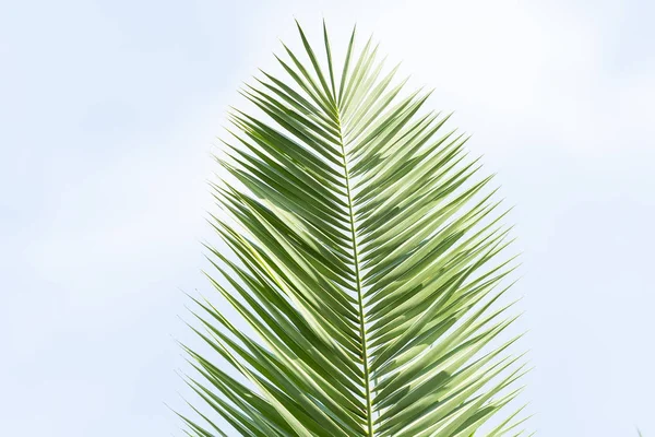 Palmboom Geïsoleerd Witte Achtergrond — Stockfoto