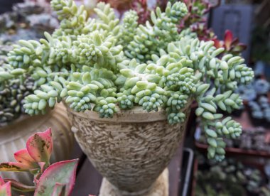  Bahçedeki minyatür sulu bitkiler