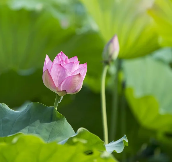 Kwiat Lotosu Roślin Kwiat Lotosu — Zdjęcie stockowe