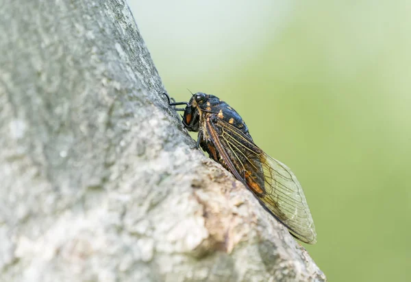 Cicada Ізольовані Зеленому Тлі — стокове фото