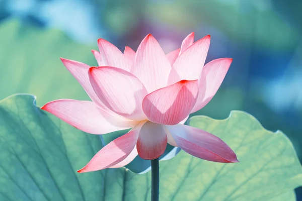 Blooming Lotus Flower Lake — Stockfoto