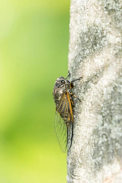 Cicada Isolerad Grön Bakgrund — Stockfoto