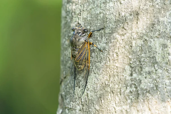 Cicada Isolated Green Background — Stock Photo, Image