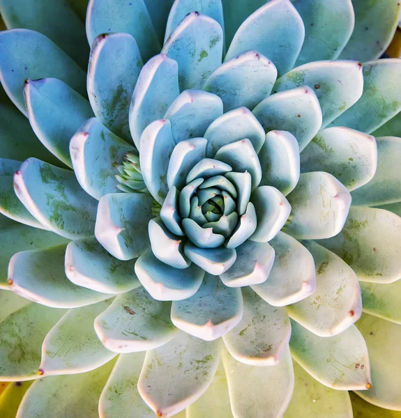 花园中微小的肉质植物 — 图库照片