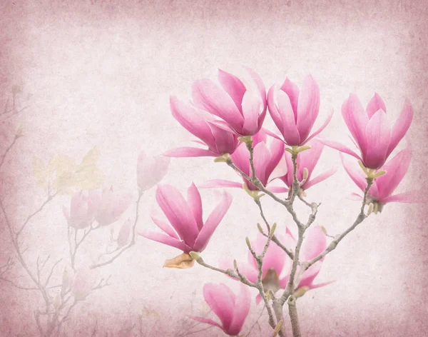 Staré Papírové Pozadí Květy Růžové Magnólie — Stock fotografie