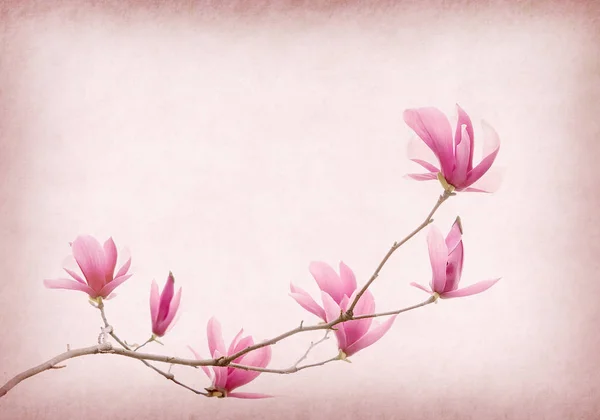 Roze Magnolia Bloemen Oude Papier Achtergrond — Stockfoto