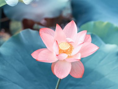 Bahçede çiçek açan nilüfer çiçeği