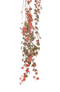 Sarmaşık beyaz duvarda tek başına bırakır