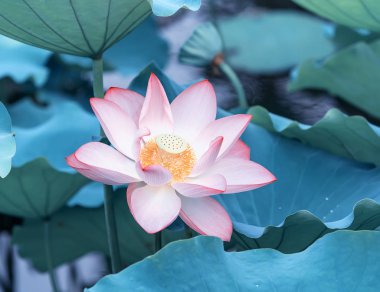 Lotus çiçeği ve lotus çiçek bitki