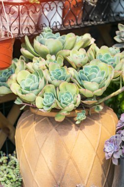  Bahçedeki minyatür sulu bitkiler