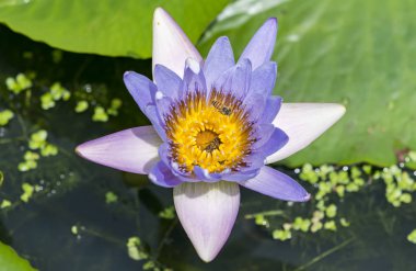 Bahçede çiçek açan nilüfer çiçeği