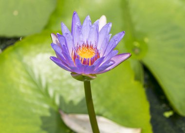 Bahçede çiçek açan nilüfer çiçeği