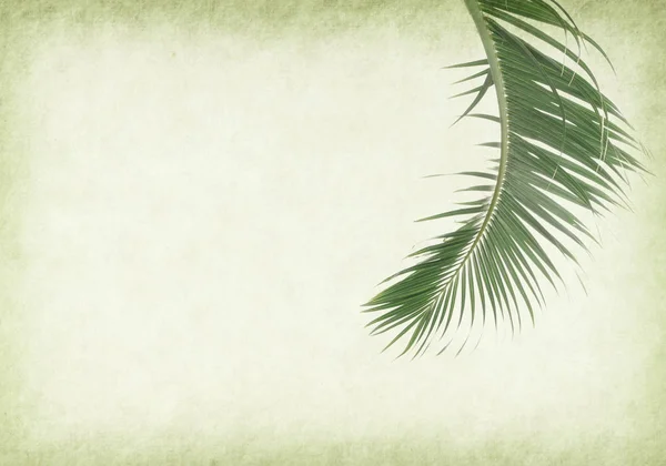 Old Paper Background Palm Leaf — Stock Photo, Image