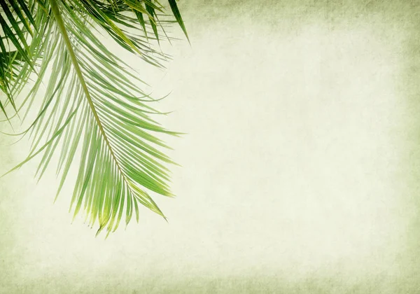 old paper background with palm leaf