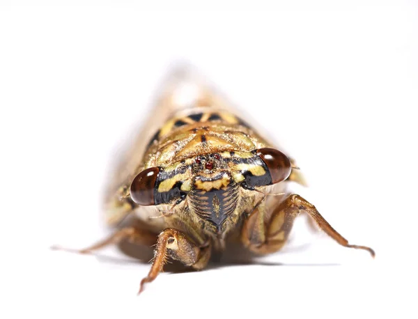 Cicada Elszigetelt Fehér Háttér — Stock Fotó