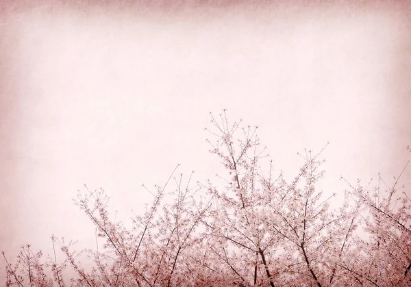 古いアンティークヴィンテージ紙の背景に梅の花 — ストック写真