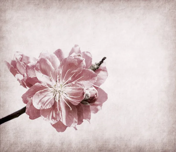 Plum Blossom Old Antique Vintage Paper Background — Stock Photo, Image