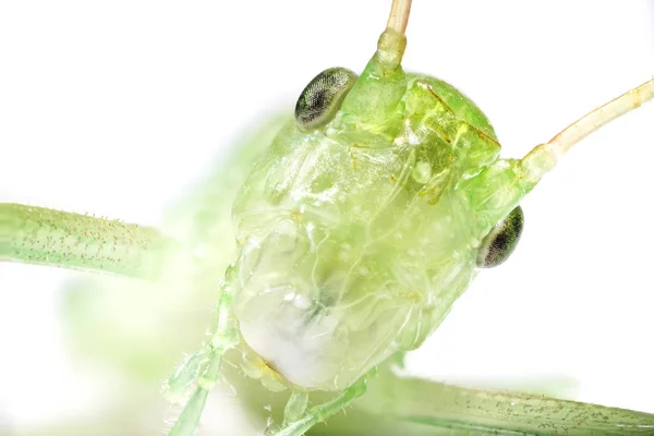 Saltamontes Verdes Aislados Sobre Fondo Blanco — Foto de Stock