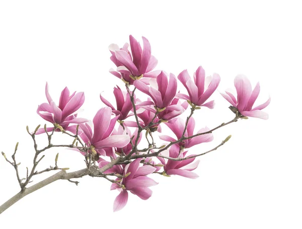 Roze Magnolia Bloemen Geïsoleerd Witte Achtergrond — Stockfoto