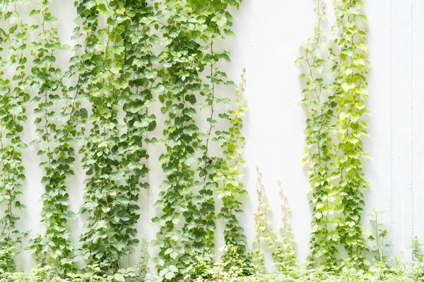 Ivy Listy Izolované Bílé Stěně — Stock fotografie