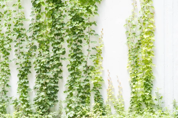 Feuilles Lierre Isolées Sur Mur Blanc — Photo