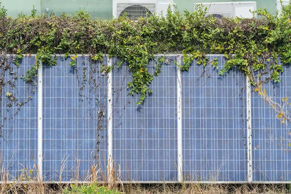 Solaranlage Mit Efeu Anlage — Stockfoto