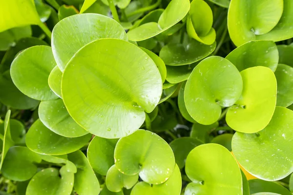 Gröna Sammansättning Med Gröna Blad Eichhornia Crassipes — Stockfoto