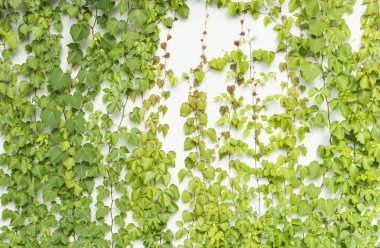 Sarmaşık beyaz duvarda tek başına bırakır