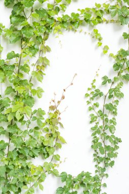 Sarmaşık beyaz duvarda tek başına bırakır