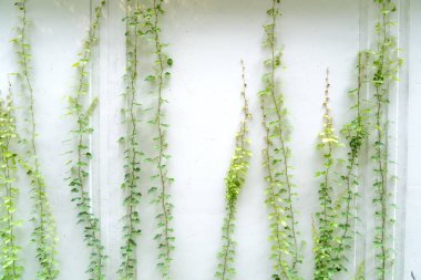 Sarmaşık beyaz duvarda tek başına bırakır