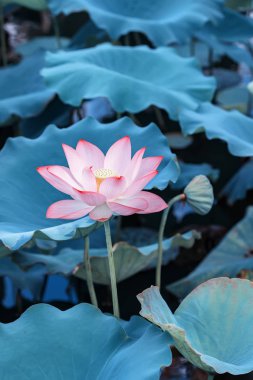 Lotus çiçeği ve lotus çiçek bitki
