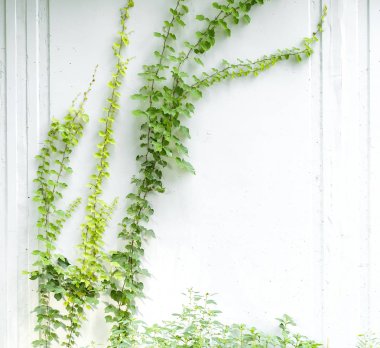 sarmaşık yaprakları beyaz arkaplanda izole edilmiş