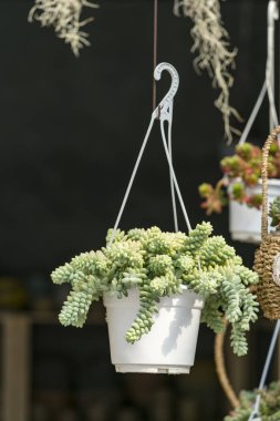  Bahçedeki minyatür sulu bitkiler