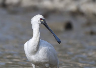 Kaşıkçı maddeler waterland içinde