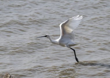 Kaşıkçı maddeler waterland içinde