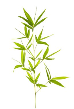 Beyaz arkaplanda izole edilmiş bambu yaprakları