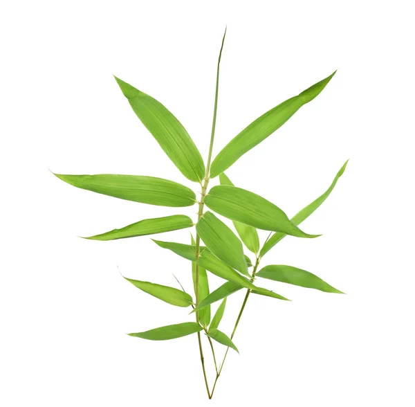 Bamboo Leaves Isolated White Background — Stock Photo, Image