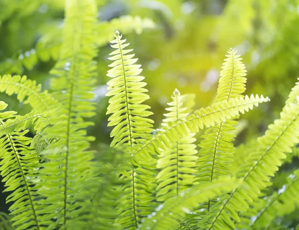 Grão Verde Samambaia Exuberante Crescente — Fotografia de Stock