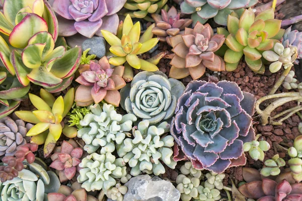 Piante Succulente Miniatura Giardino — Foto Stock