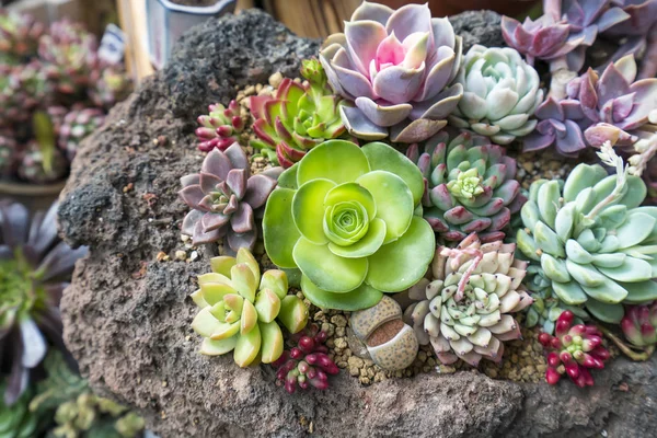 Miniatyrsaftiga Växter Trädgården — Stockfoto