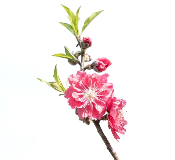 Fiori Rosa Con Sfondo — Foto Stock