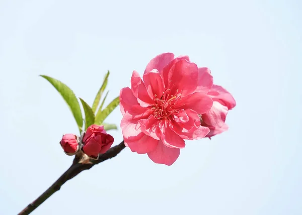 背景がピンク色の花 — ストック写真