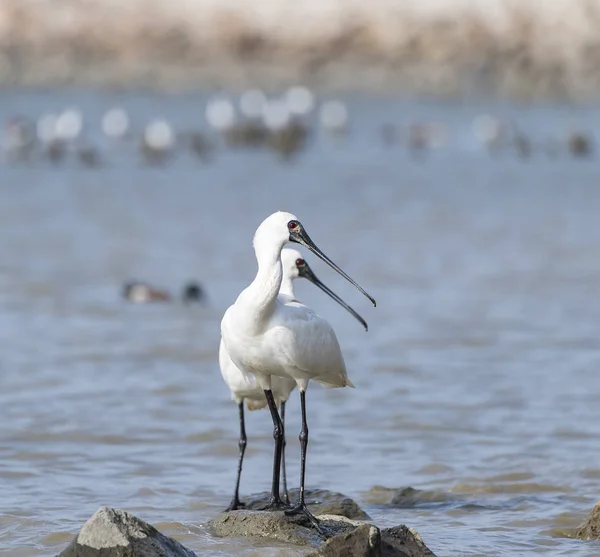 Spoonbill Cara Preta Terra Água — Fotografia de Stock