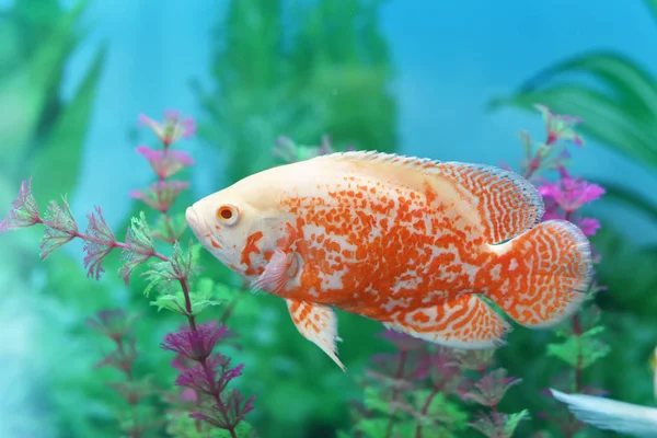 Peces Rojos Dorados — Foto de Stock