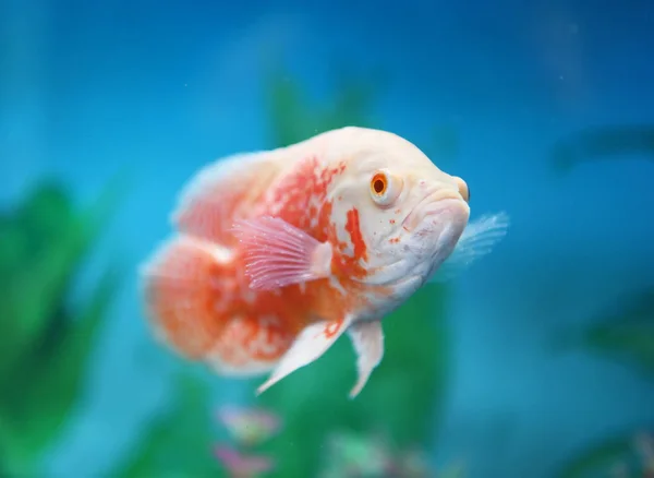 Рыбы Красные Золотые — стоковое фото