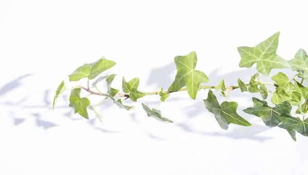 Efeublätter Isoliert Auf Weißem Hintergrund — Stockfoto