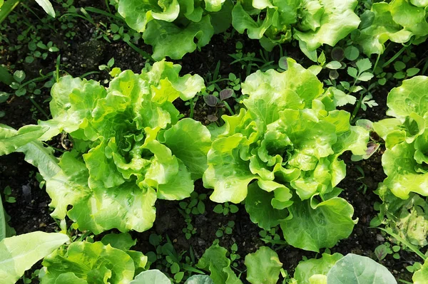 Sallad Anläggning Fältet — Stockfoto